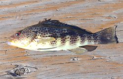 Spotted Sand Bass_Dana Harbor Pier.jpg