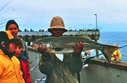 Striped.Bass_Pacifica_1970s.JPG