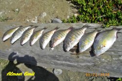 almost limit.JPG