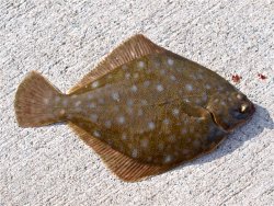 Diamond.Turbot_SIP_2015_1.JPG