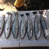 curvina