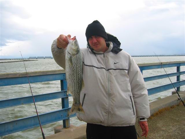 Dumbarton Pier — Fremont - Pier Fishing in California