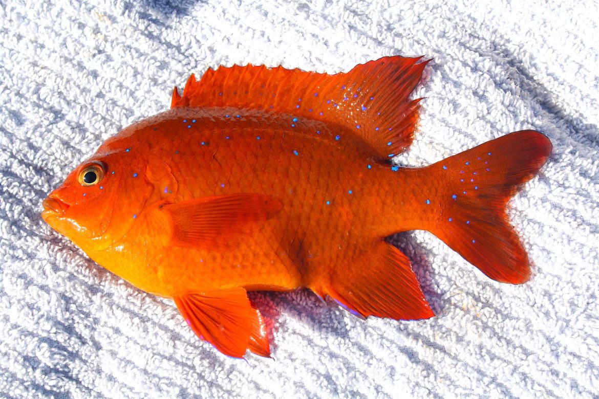 Garibaldi Pier Fishing in California