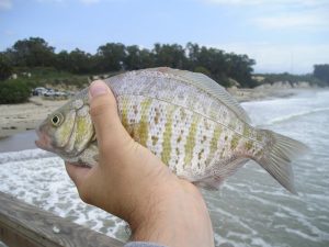 How to CREATE your own HANDMADE Perch Bobber Floats. Step by Step GUIDE..  VERY SIMPLE!!! Part 4 