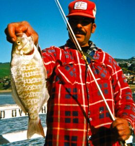 pismo beach barred surfperch 2a 2000