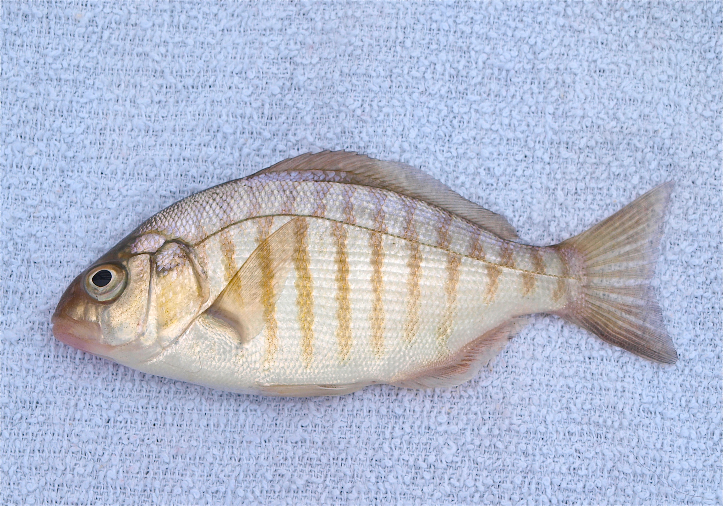 Barred Surfperch - Pier Fishing in California