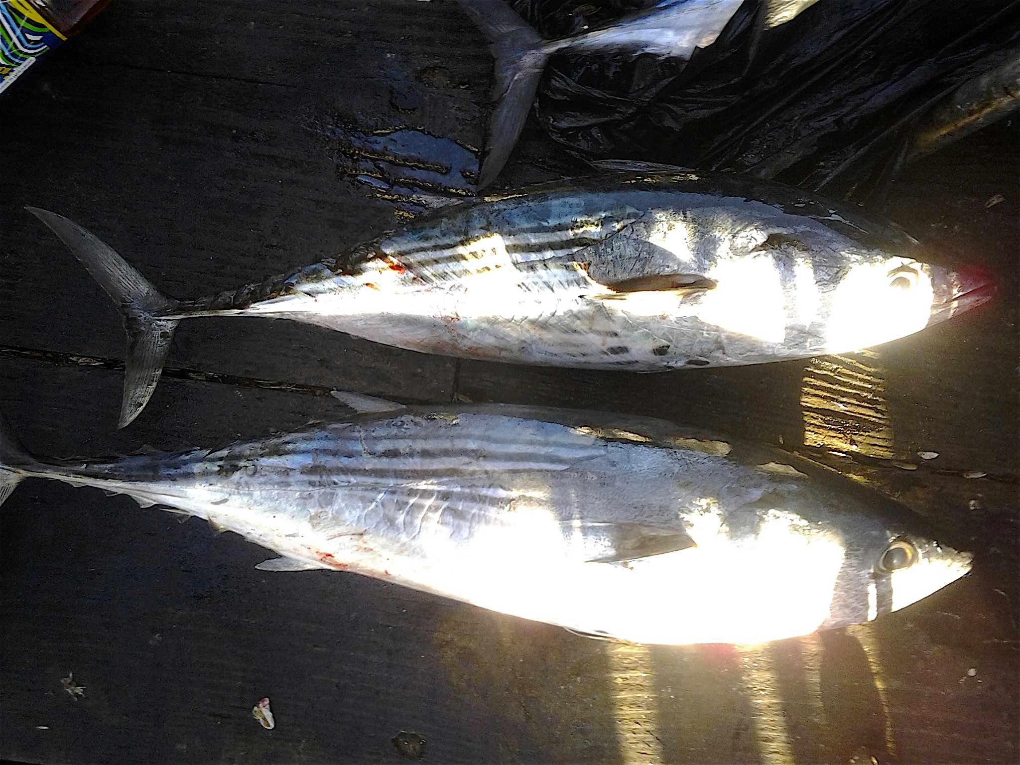 Imperial Beach Pier - Pier Fishing in California