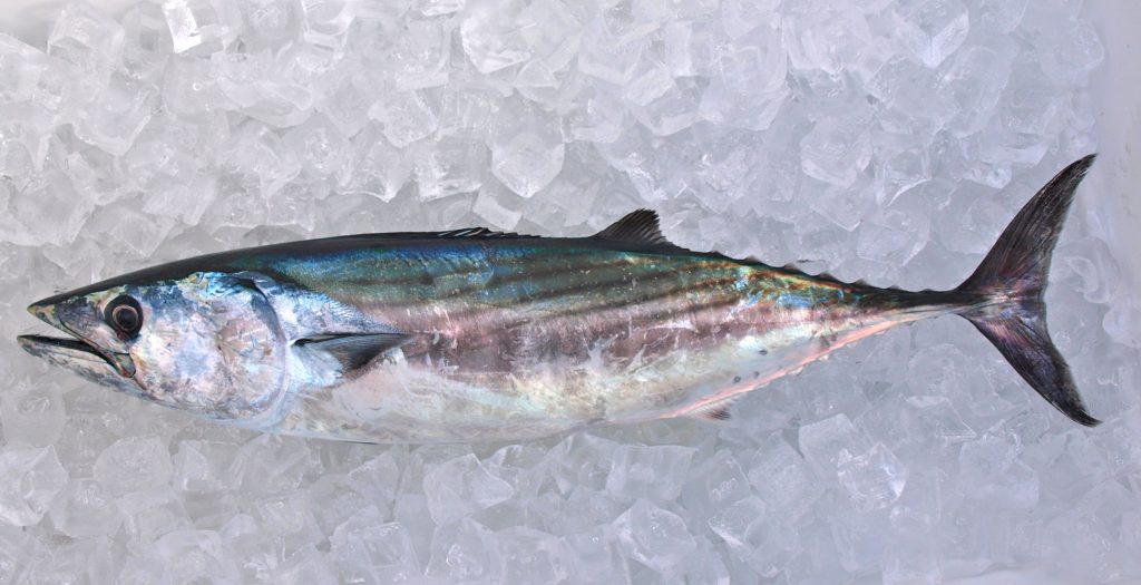 Pacific Bonito - Pier Fishing in California