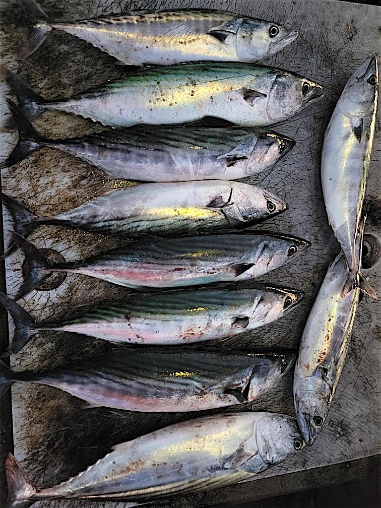 Belmont Veterans Memorial Pier — Long Beach - Pier Fishing in