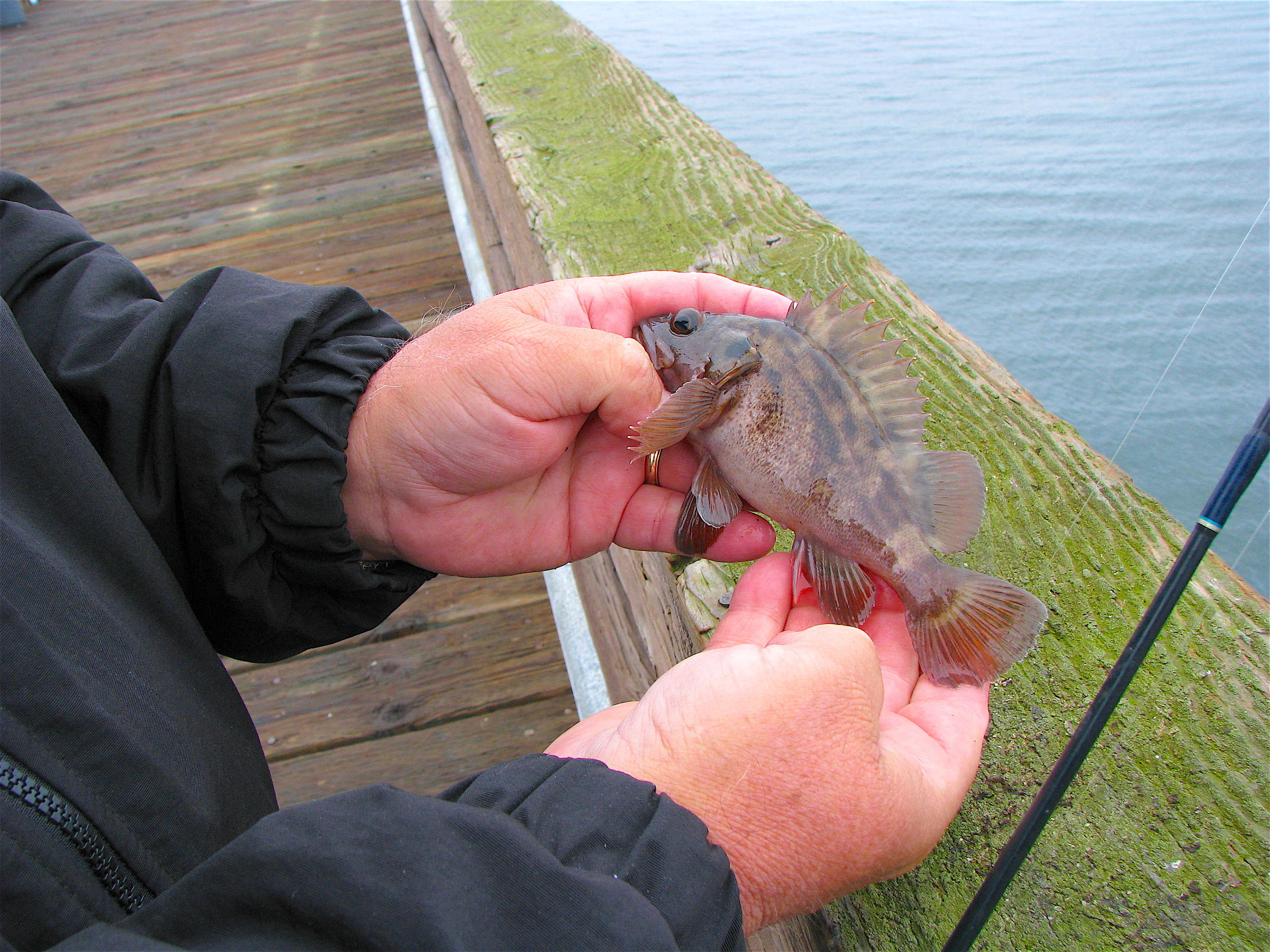 Goleta Pier - Pier Fishing in California