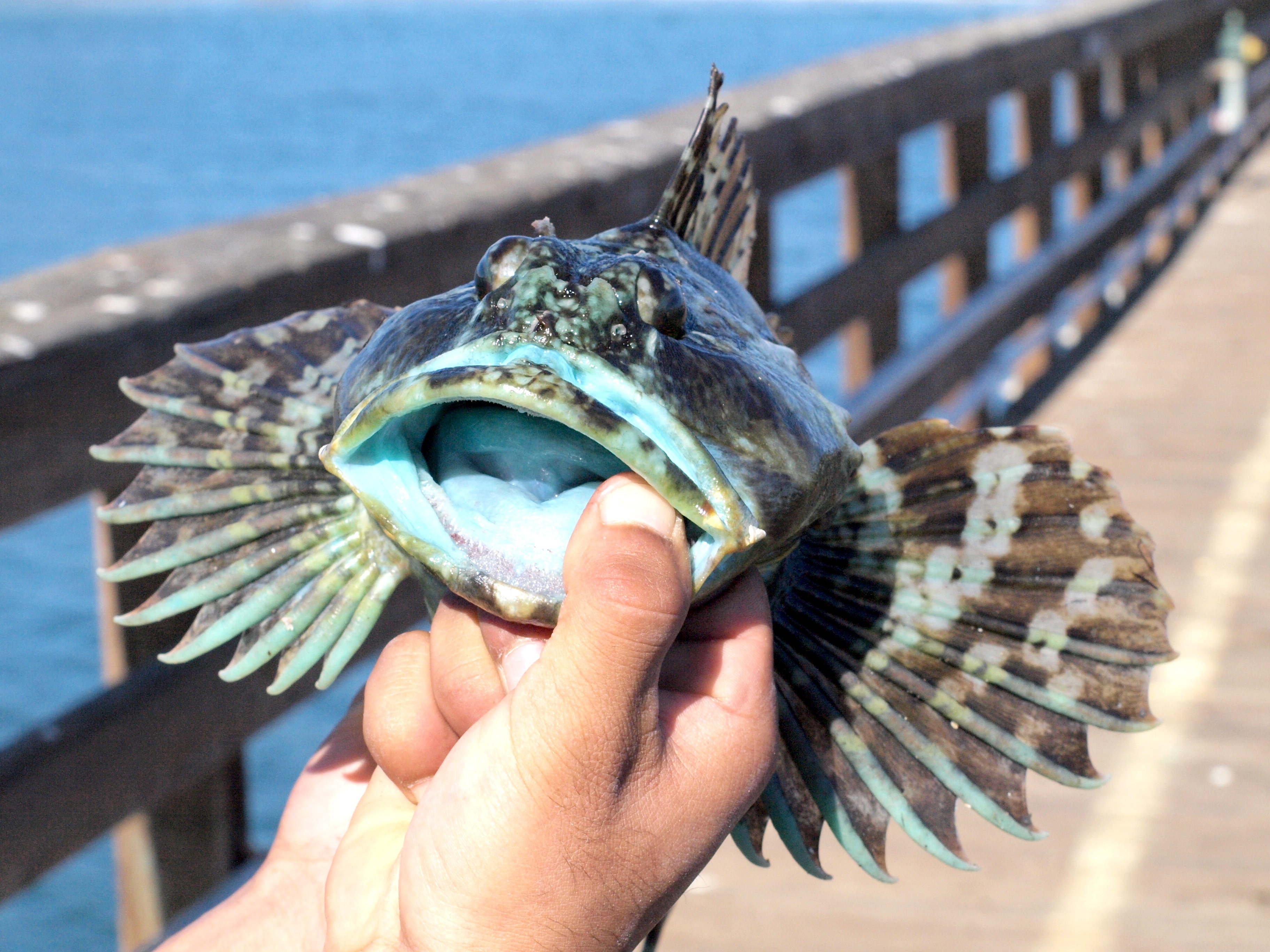 Cabezon - Pier Fishing in California