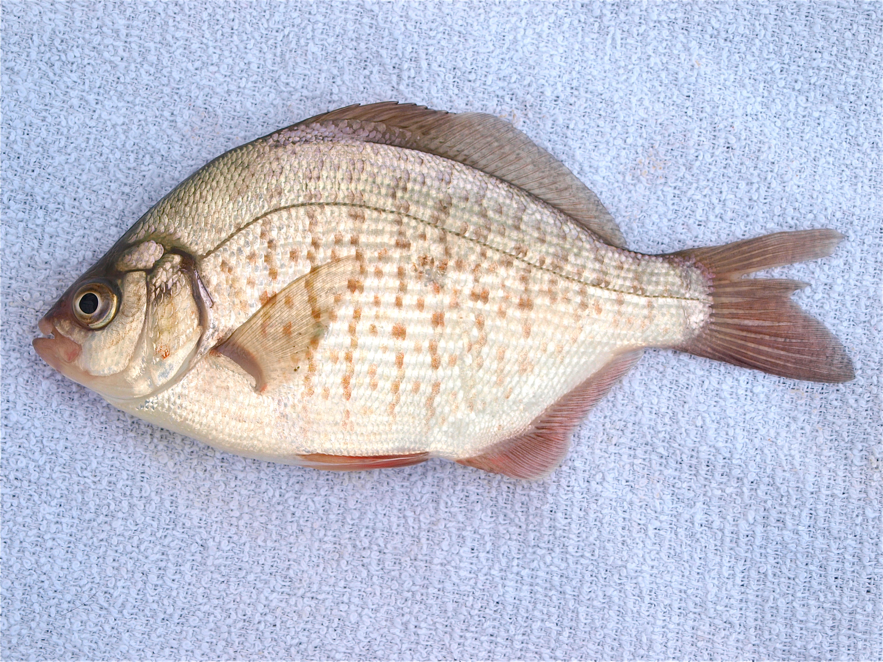 Calico Surfperch - Pier Fishing in California