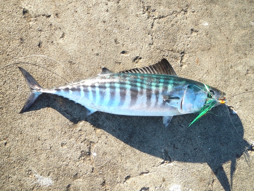 Pacific Bonito - Pier Fishing in California