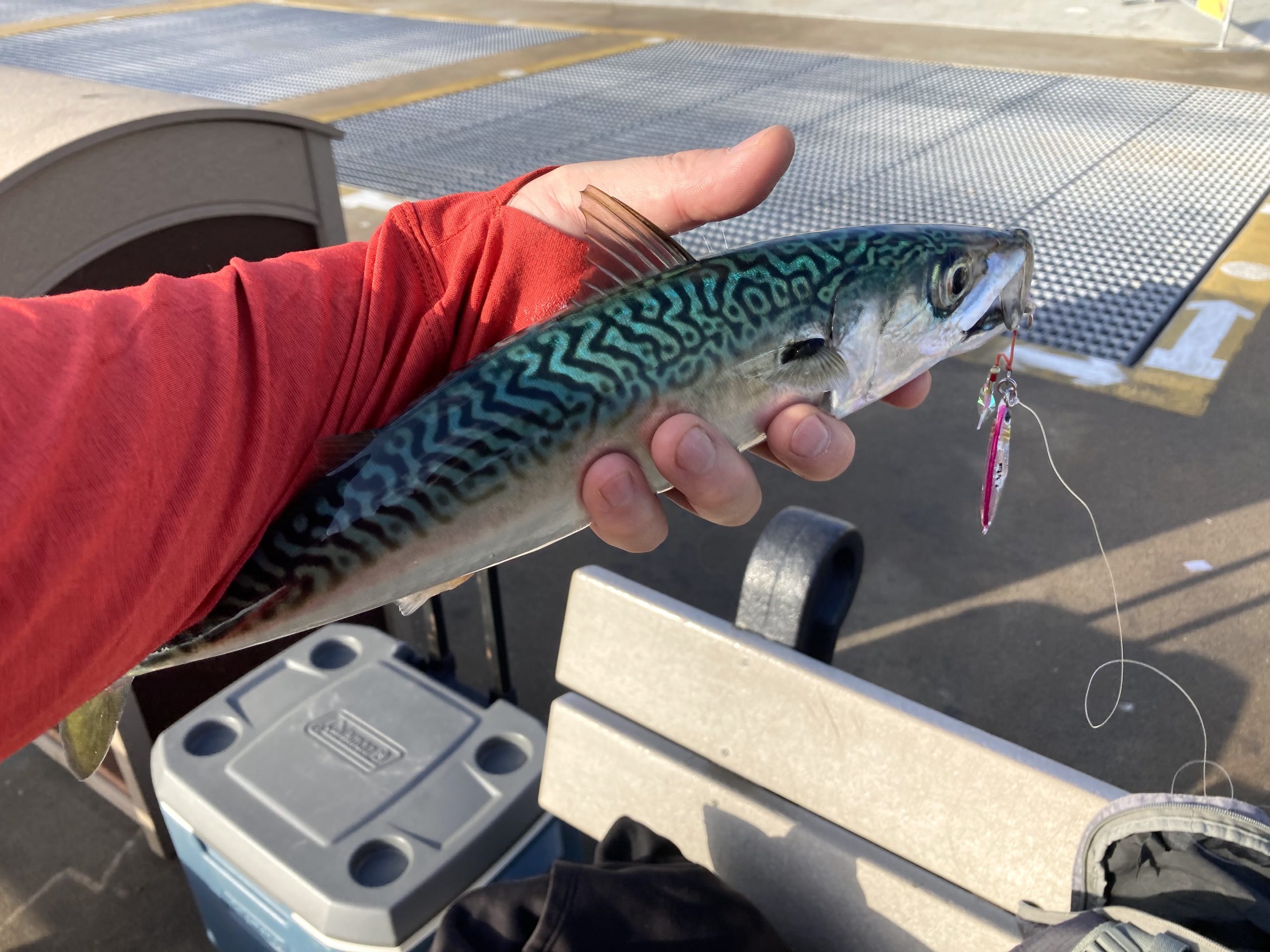 Pacific Chub Mackerel - Pier Fishing in California