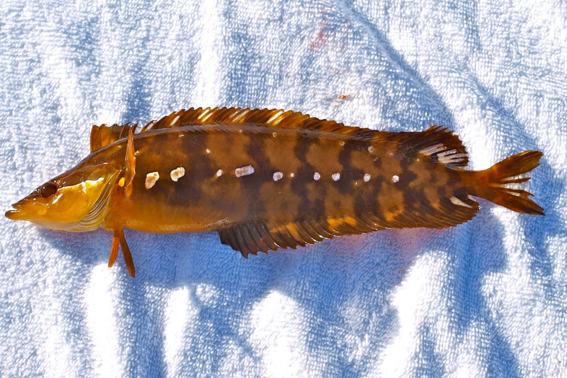 Giant Kelpfish Pier Fishing in California