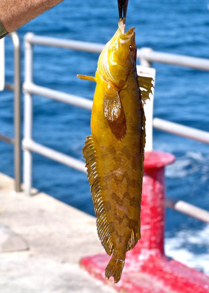 Giant Kelpfish Pier Fishing in California