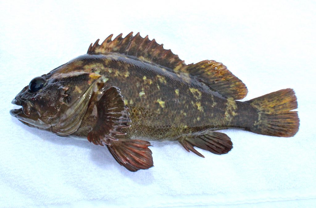 Grass Rockfish Pier Fishing in California