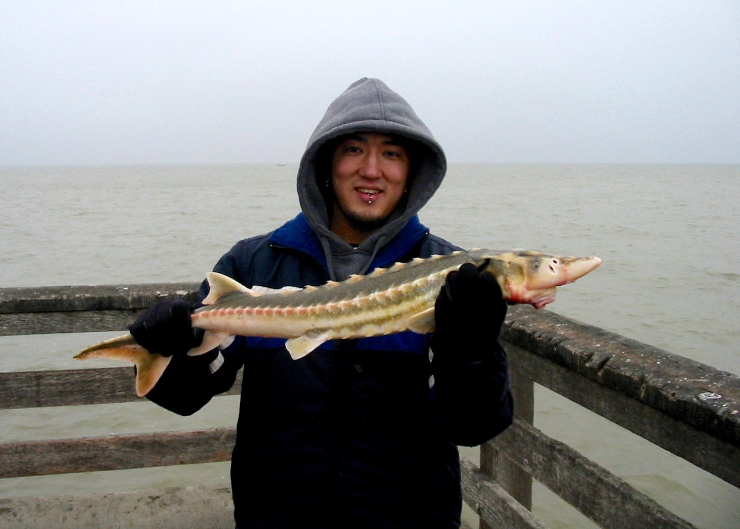 Sturgeon Fishing  McNears Fishing Pier 