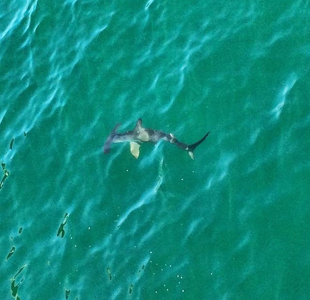 Huntington Beach Pier - Pier Fishing in California