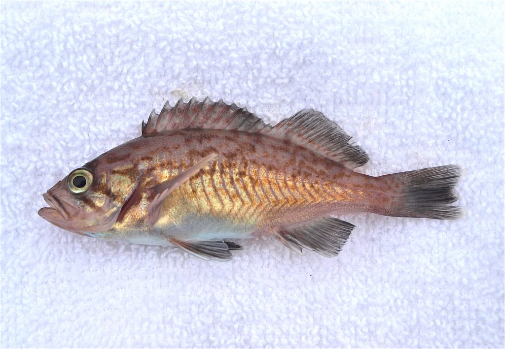 OLYMPUS DIGITAL CAMERA - Pier Fishing in California