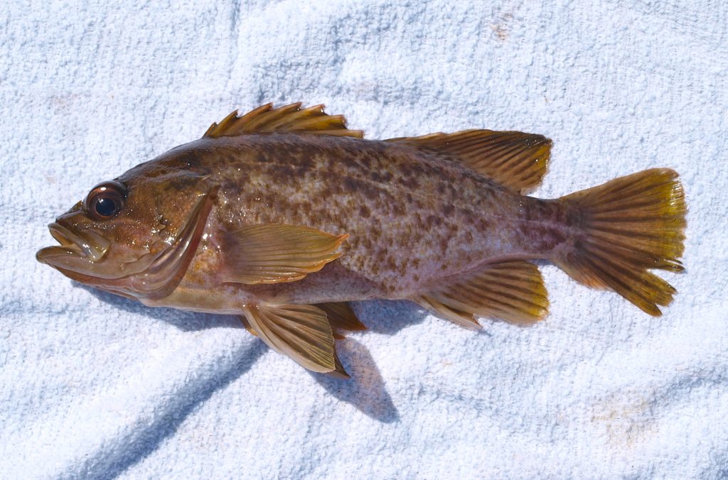 Kelp Rockfish Pier Fishing in California