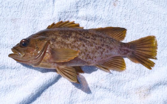 Kelp Rockfish - Pier Fishing in California