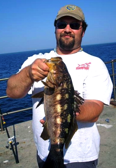 Kelp Bass - Pier Fishing in California