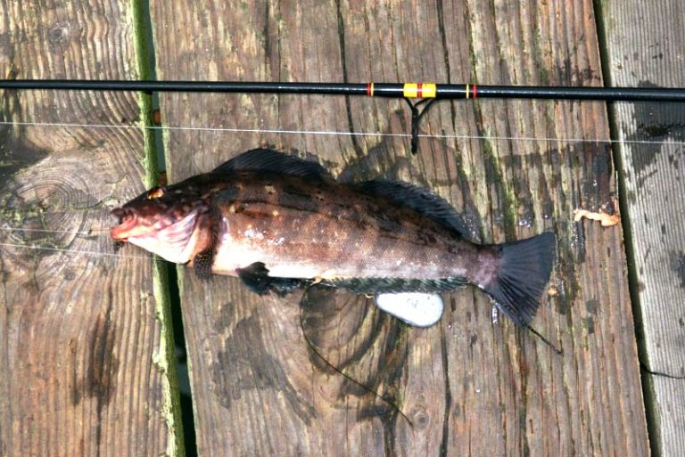 Kelp.Greenling_Trinidad_2009 Pier Fishing in California