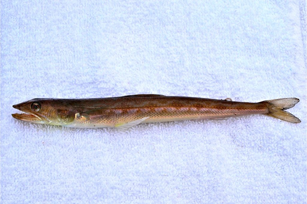 California Lizardfish Pier Fishing in California