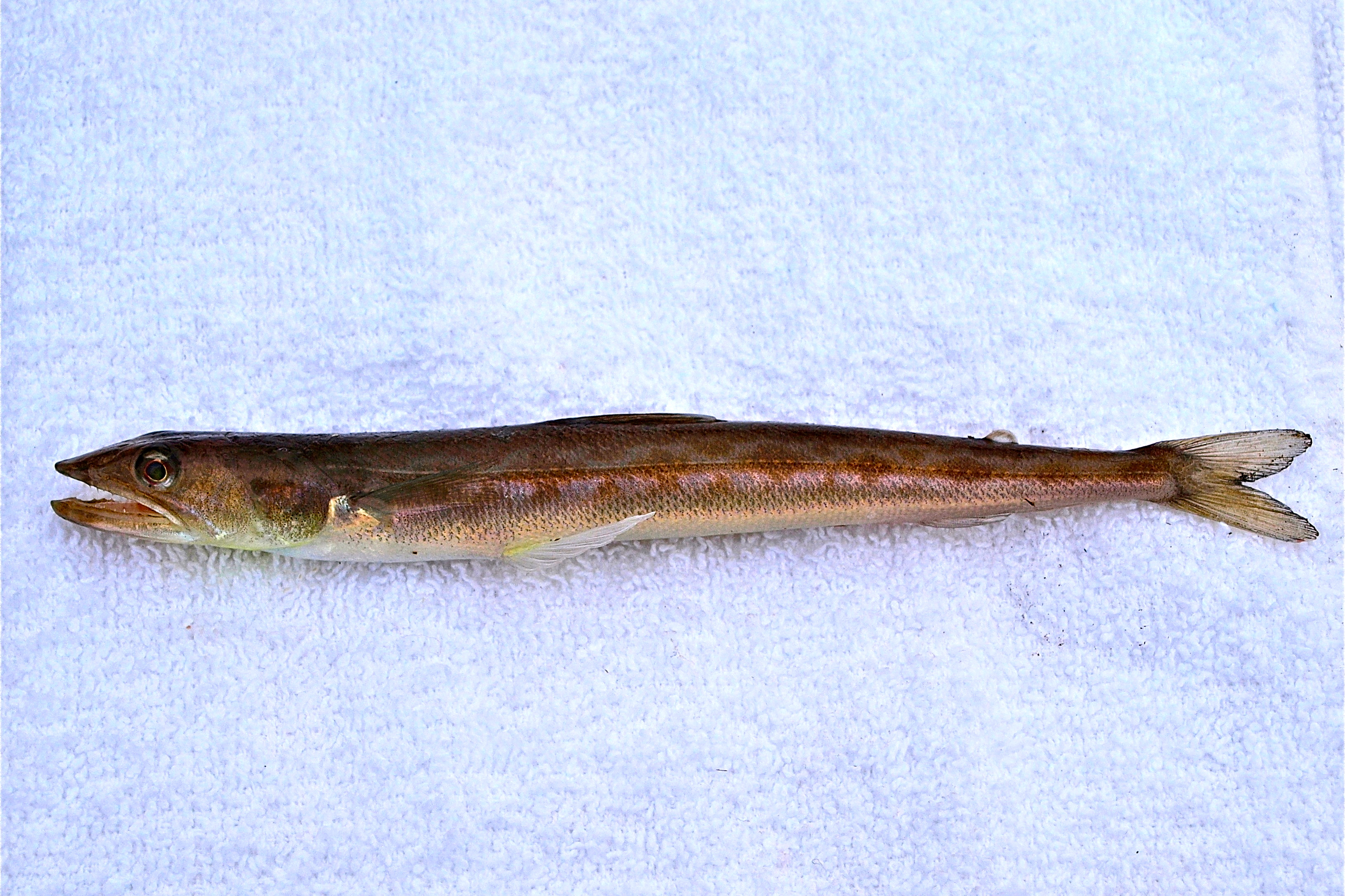 California Lizardfish - Pier Fishing in California