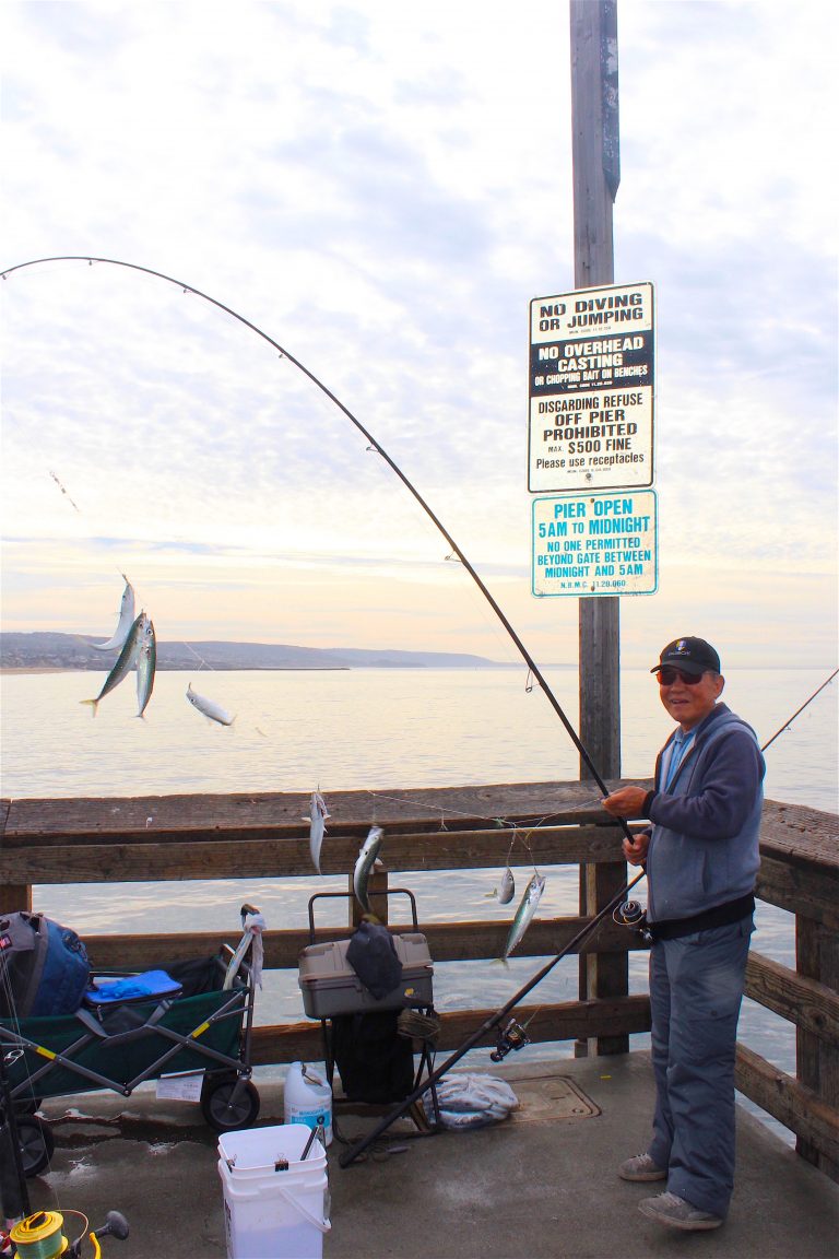 Pacific Chub Mackerel Pier Fishing in California