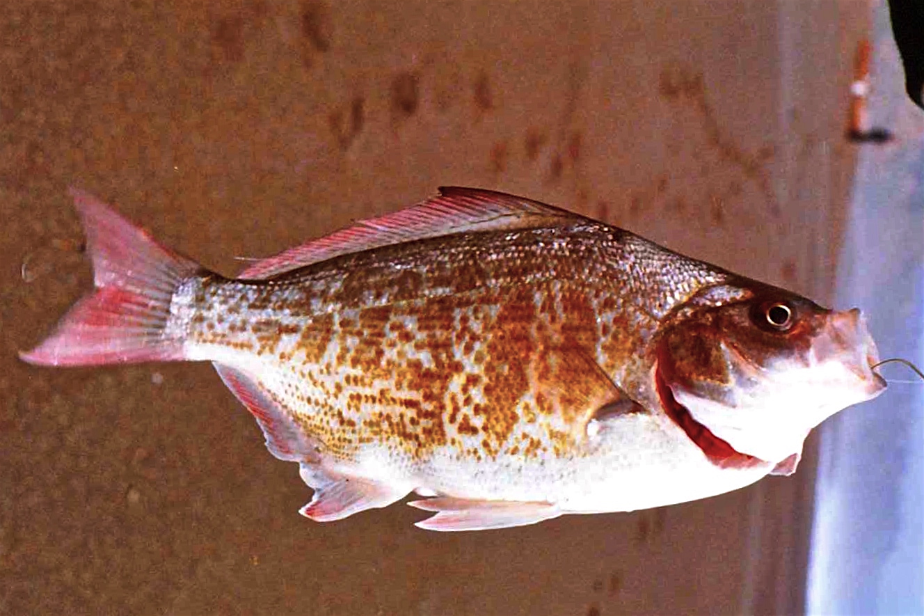 Redtail Surfperch - Pier Fishing in California