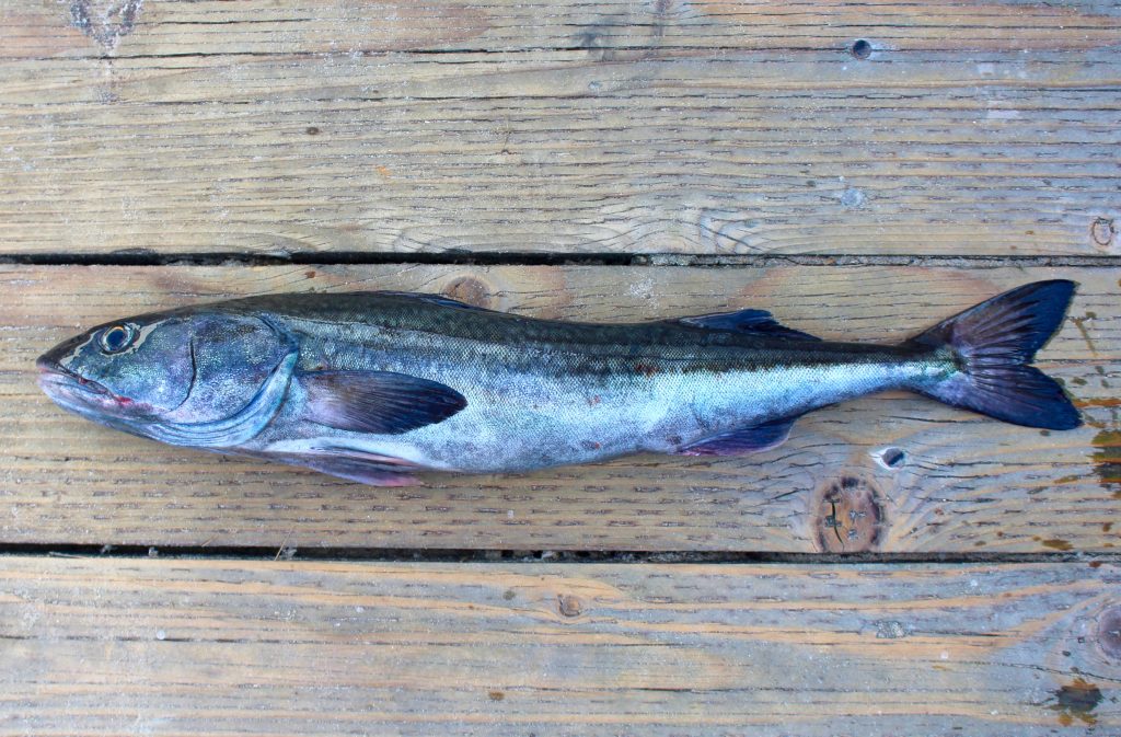 Sablefish Pier Fishing in California