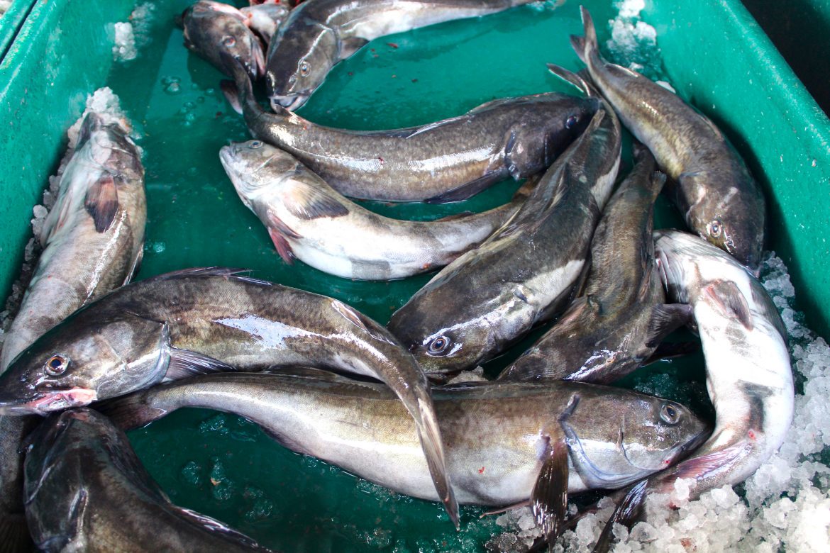 sable fish sable fish