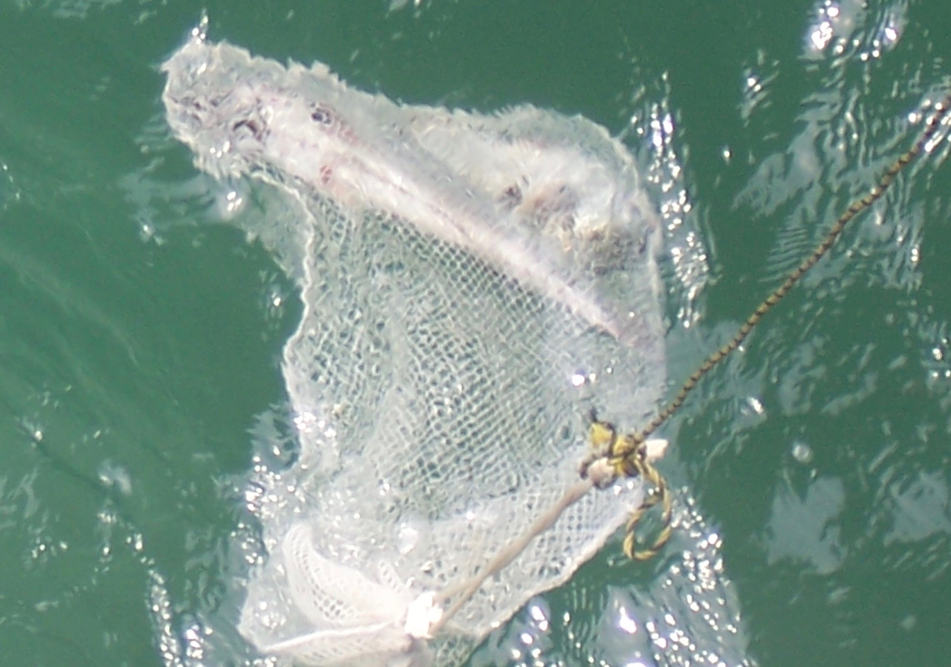 Newport Pier — McFadden Wharf - Pier Fishing in California