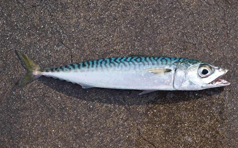 Pacific Chub Mackerel - Pier Fishing in California