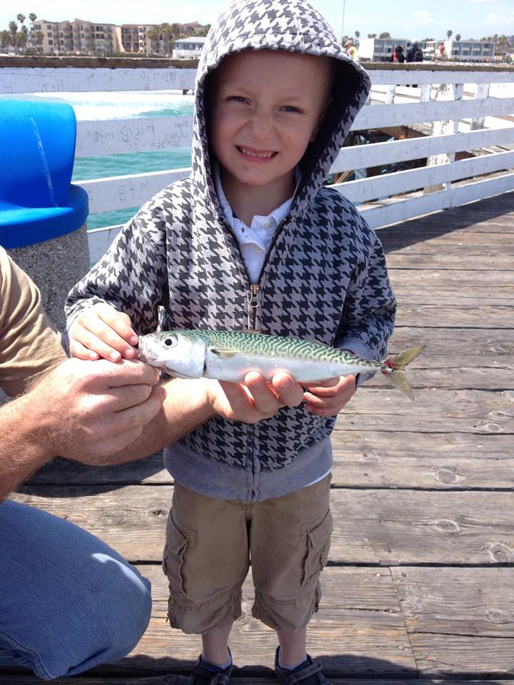 Pacific Chub Mackerel - Pier Fishing in California