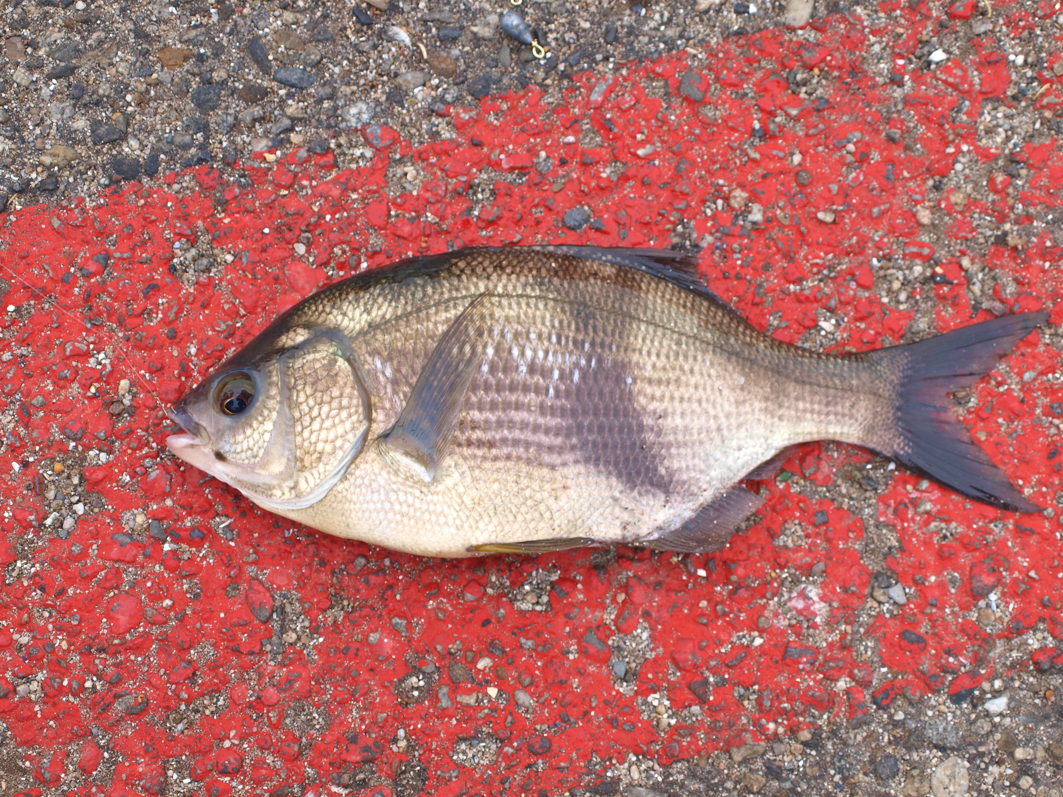 Pile Perch - Pier Fishing in California