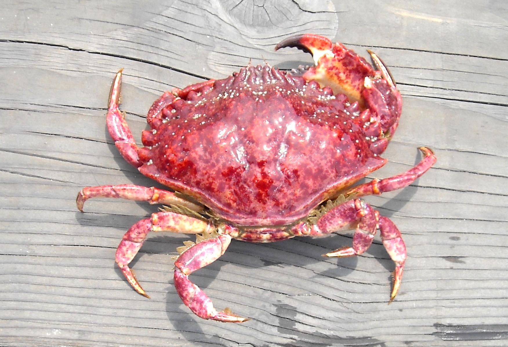 morgue stum hvor som helst Red Crab aka Red Rock Crab - Pier Fishing in California