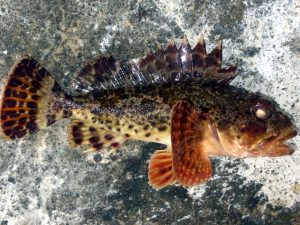 California Scorpionfish - Pier Fishing in California