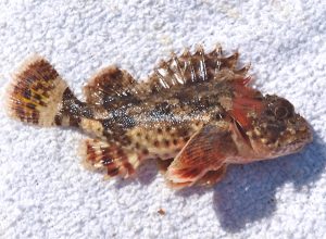 scorpion fish bite