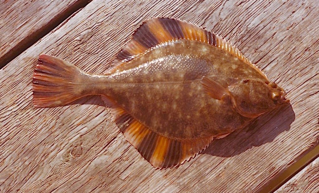 flounder fishing flounder fishing