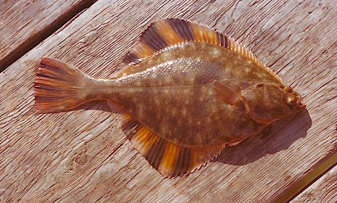 Starry Flounder - Pier Fishing in California