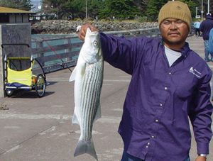 Striped Bass - Pier Fishing in California