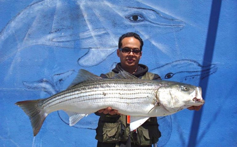 Striped Bass - Pier Fishing in California