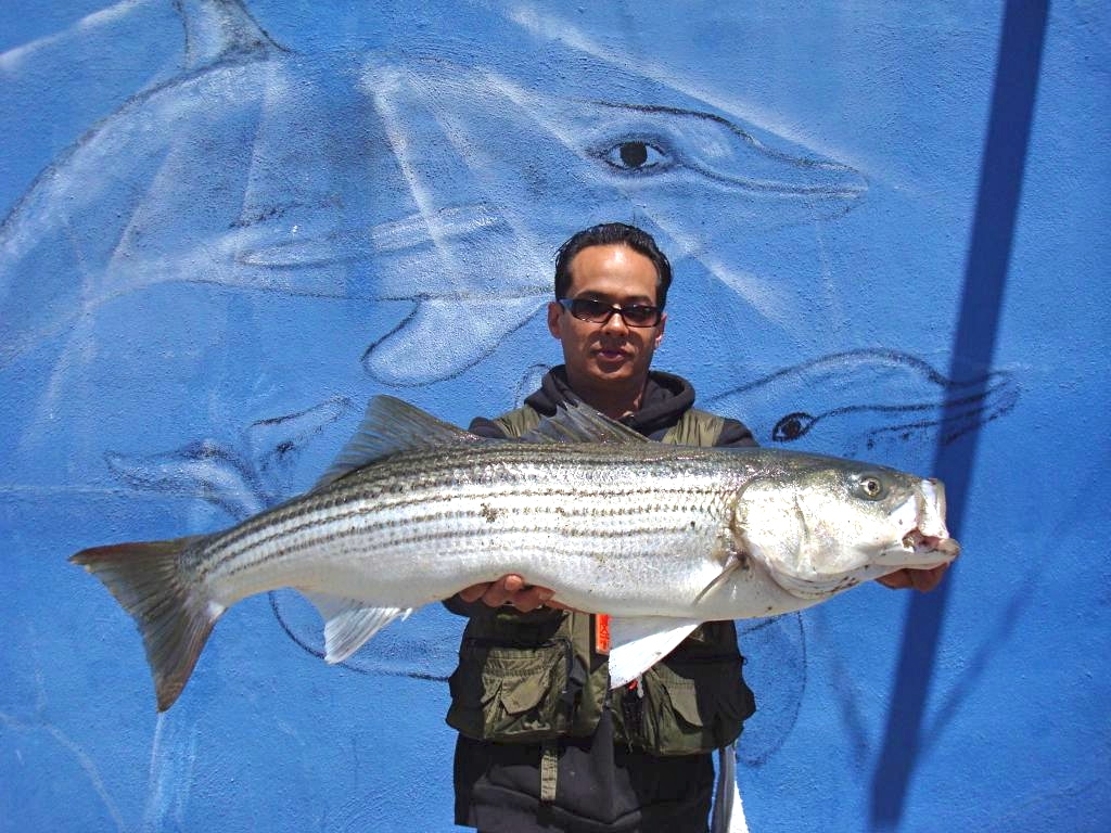 https://www.pierfishing.com/wp-content/uploads/2017/03/Striped_Bass2_Fort_Point.jpg