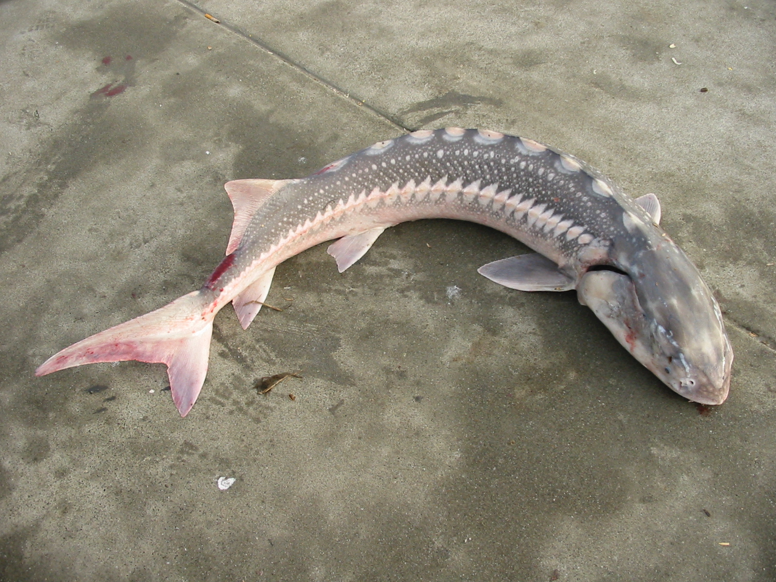 White Sturgeon - Pier Fishing in California