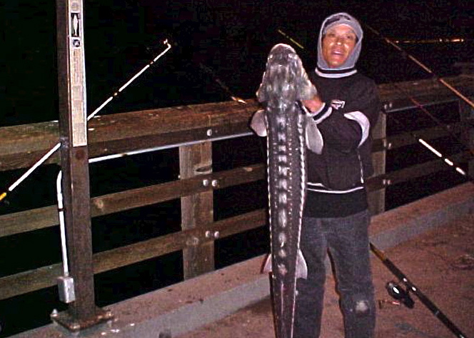 Sturgeon Fishing  McNears Fishing Pier 