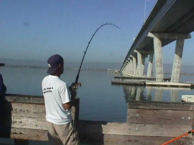 Dumbarton Pier — Fremont - Page 4 of 6 - Pier Fishing in California