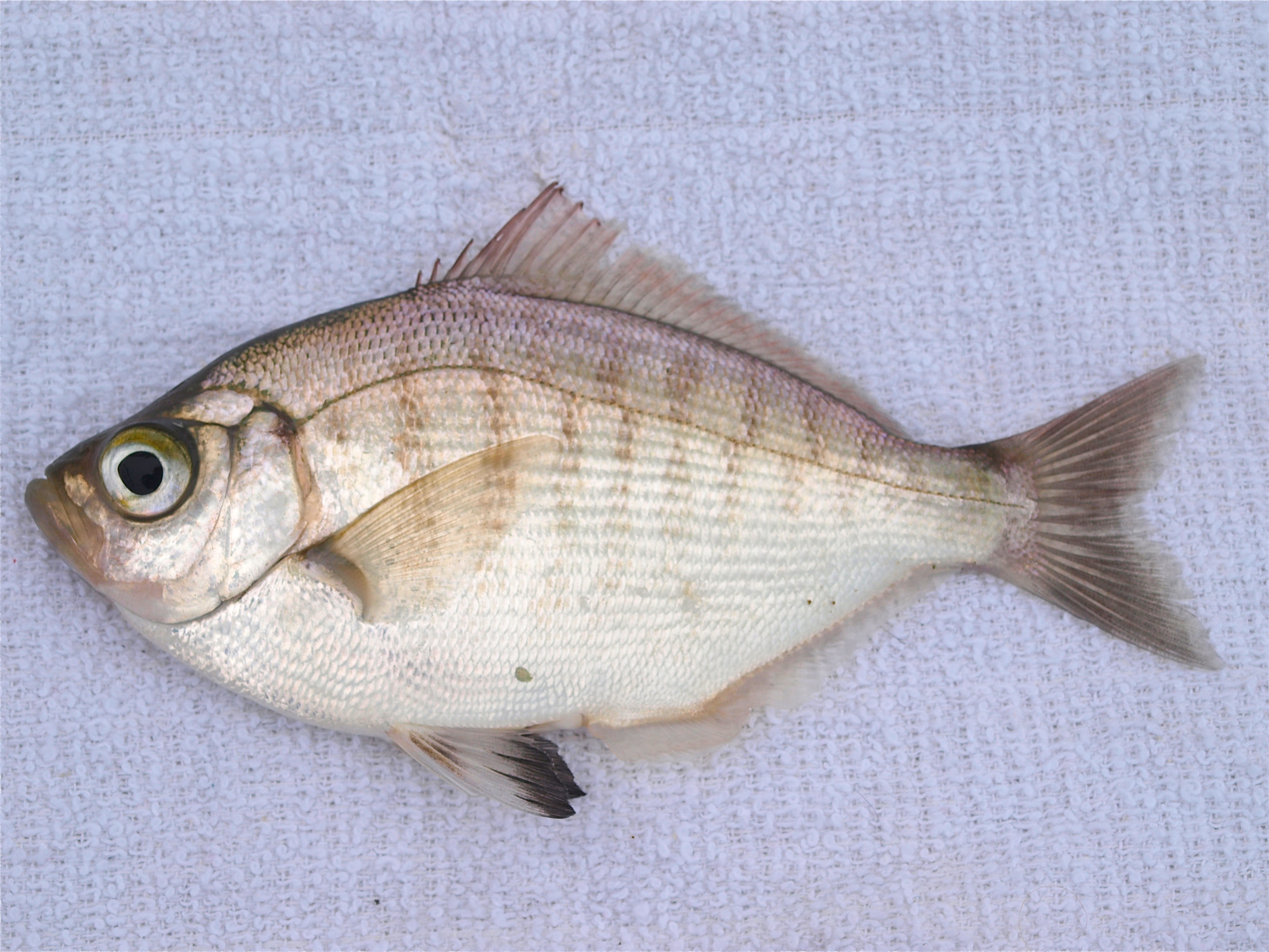 Walleye Surfperch - Pier Fishing in California